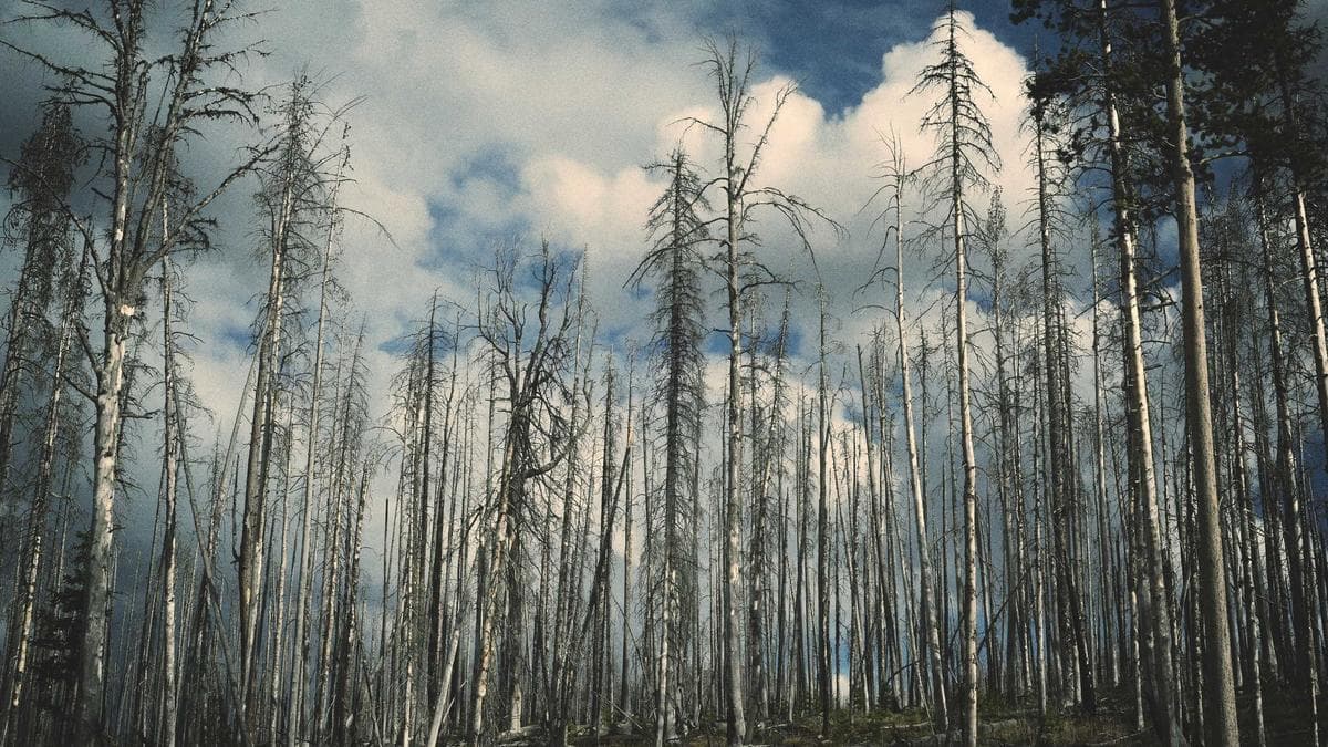 Why Most SME Sales Teams Plateau at 5 People